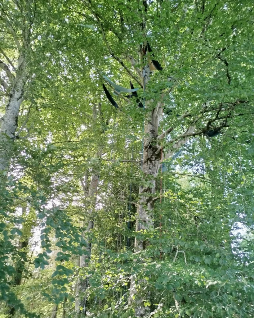 escalad'arbre val d'azun