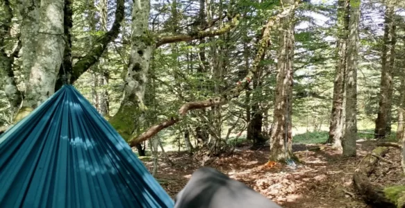 Grimpe d&rsquo;arbres  dans les Pyrénées  « Escalad&rsquo;Arbres »