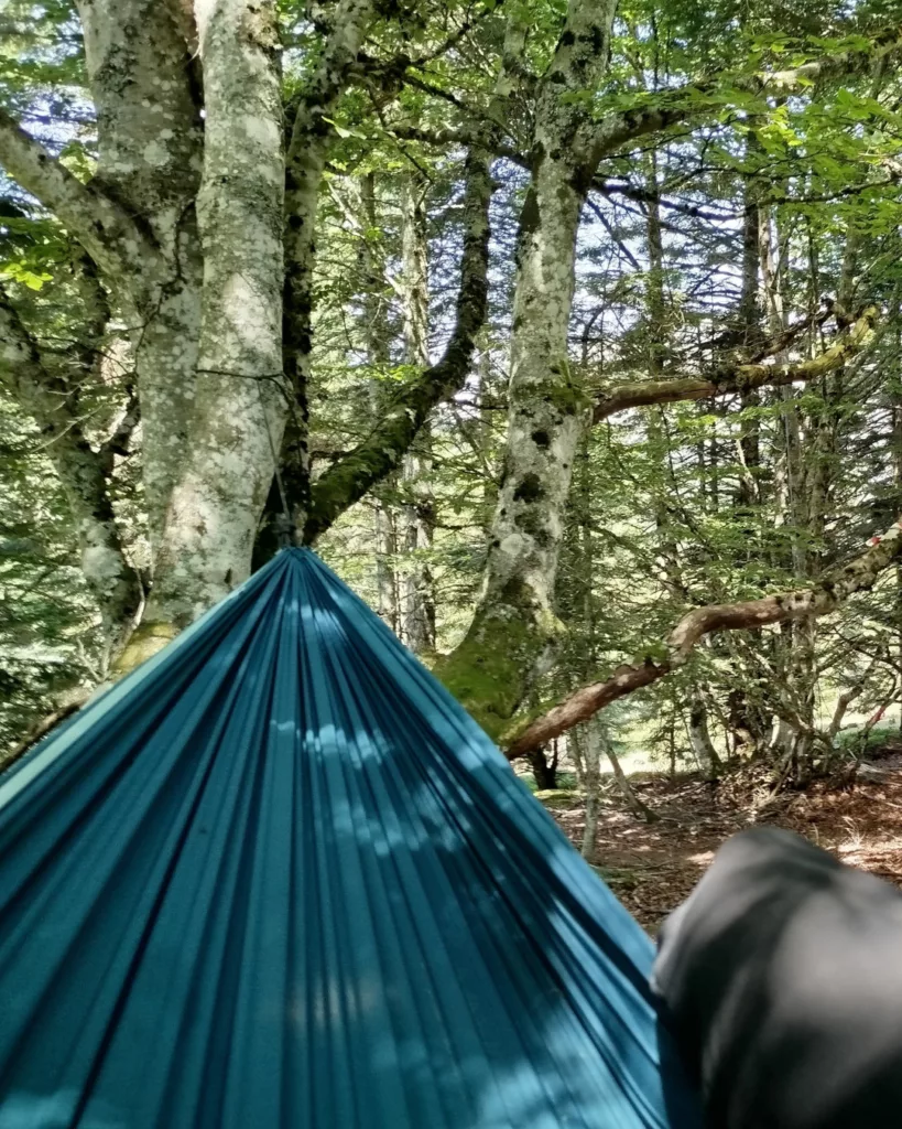 grimpe arbre activités bmva