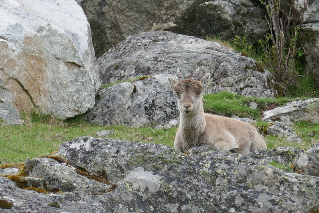 Jeune femelle bouquetin du parc national des pyrénées rencontré en randonnée avec le BMVA dans le Val d'Azun