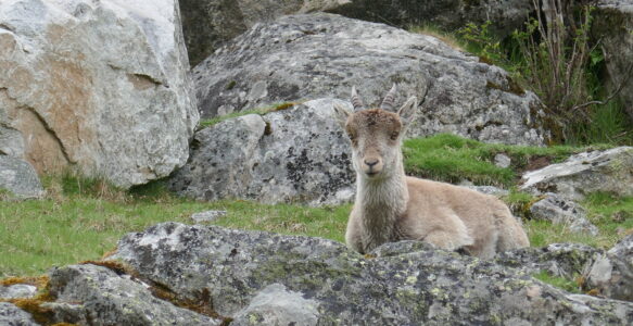 Au pays des bouquetins !