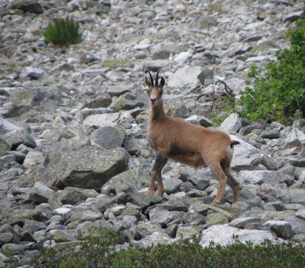 bureau montagne val d'azun - randonnée isard val d'azun