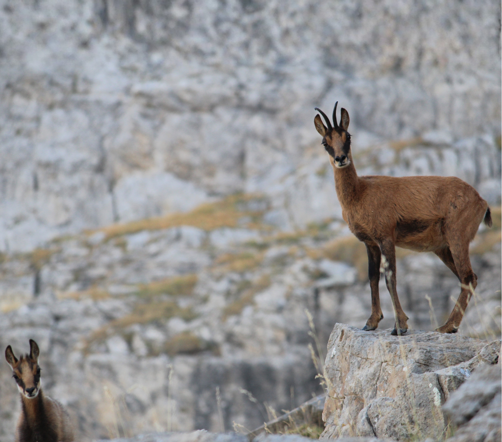 randonnée isard dans le val d'azun - bureau montagne val d'azun
