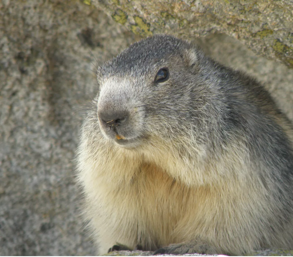 randonnée marmotte val d'azun bureau mpntagne