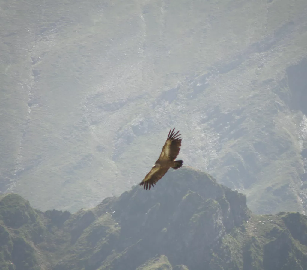 randonnée rapace bureau montagne val d'azun